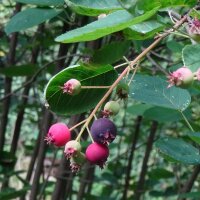Snowy Mespilus / Serviceberry (Amelanchier ovalis)