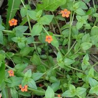 Scarlet Pimpernel (Anagallis arvensis) seeds