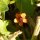 Scarlet Pimpernel (Anagallis arvensis)