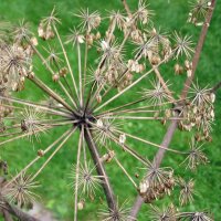 Garden Angelica (Angelica archangelica) seeds
