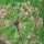 Garden Angelica (Angelica archangelica) seeds
