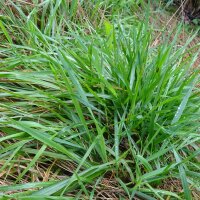 Sweet Vernal Grass (Anthoxanthum odoratum) seeds