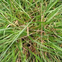 Sweet Vernal Grass (Anthoxanthum odoratum)
