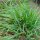 Sweet Vernal Grass (Anthoxanthum odoratum) seeds