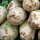 Celeriac Giant Prague (Apium graveolens) seeds