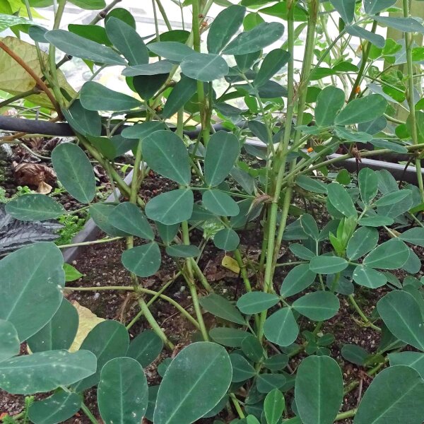 Peanut (Arachis hypogaea) seeds