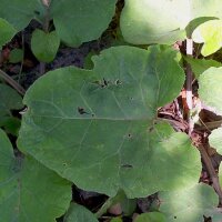 Edible Burdock (Arctium lappa var. sativa) seeds