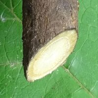 Edible Burdock (Arctium lappa var. sativa) seeds