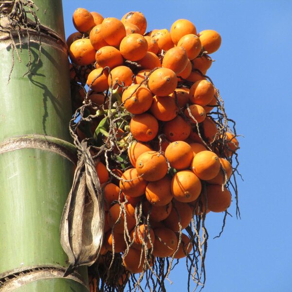 Areca Palm / Betelnut (Areca catechu) seeds