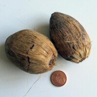 Areca Palm / Betelnut (Areca catechu) seeds