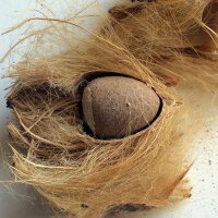 Areca Palm / Betelnut (Areca catechu) seeds