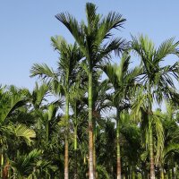 Areca Palm / Betelnut (Areca catechu)