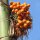 Areca Palm / Betelnut (Areca catechu) seeds