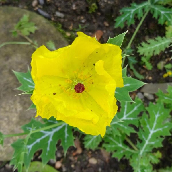 Prickly Poppy (Argemone mexicana) seeds