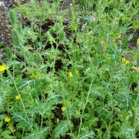 Prickly Poppy (Argemone mexicana) seeds