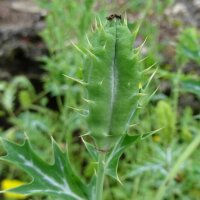 Prickly Poppy (Argemone mexicana)