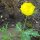 Prickly Poppy (Argemone mexicana) seeds