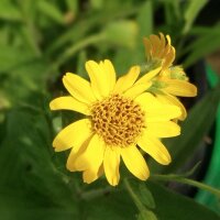 American Chamisso Arnica (Arnica chamissonis ssp....