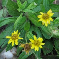 American Chamisso Arnica (Arnica chamissonis ssp. foliosa) seeds