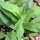 American Chamisso Arnica (Arnica chamissonis ssp. foliosa) seeds