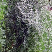 Wormwood (Artemisia absinthium) seeds