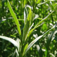 Tarragon (Artemisia dracunculus) seeds