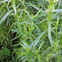 Tarragon (Artemisia dracunculus) seeds