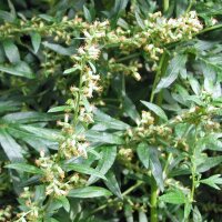 Mugwort (Artemisia vulgaris) seeds