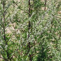 Mugwort (Artemisia vulgaris) seeds