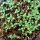 Qing Hao / Sweet Wormwood (Artemisia annua) seeds