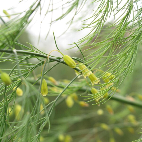 Green Asparagus (Asparagus officinalis) seeds