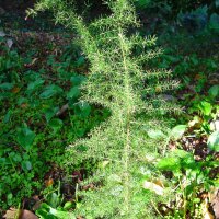 Wild Asparagus (Asparagus acutifolius) seeds