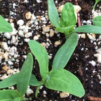 Green Orache (Atriplex hortensis) seeds