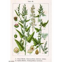 Green Orache (Atriplex hortensis) seeds