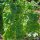 Green Orache (Atriplex hortensis) seeds