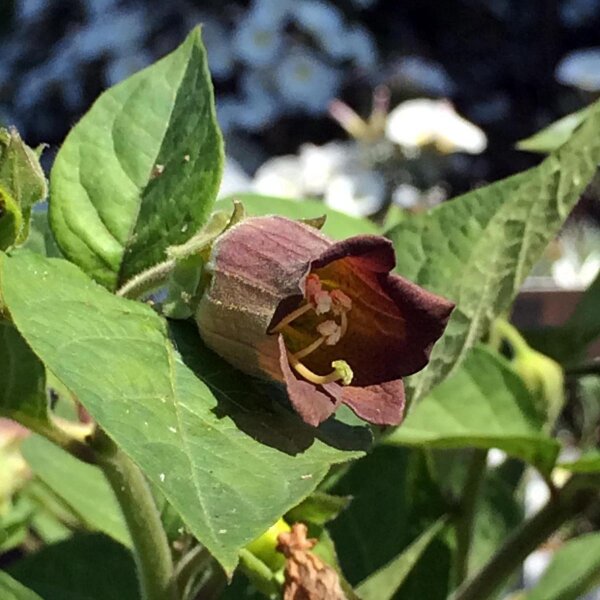 Belladonna (Atropa belladonna var. belladonna) seeds