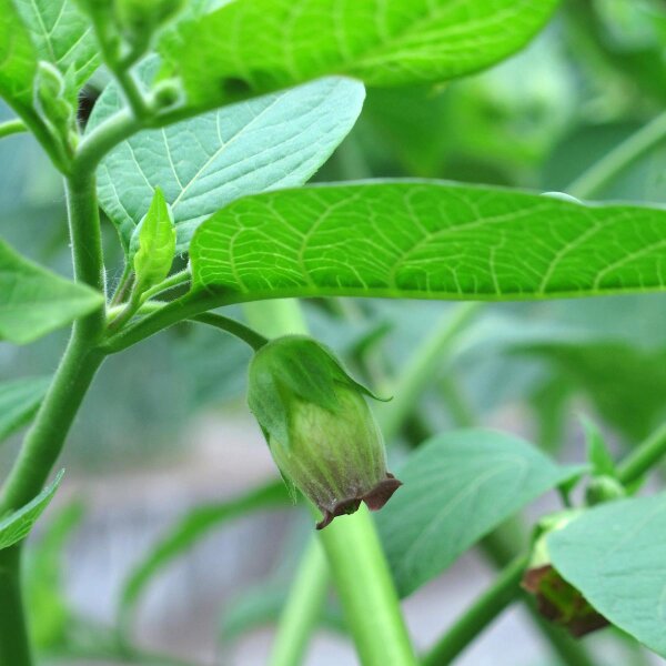 Belladonna (Atropa belladonna var. belladonna) - approx. 200 seeds