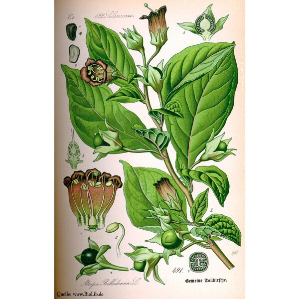 Belladonna (Atropa belladonna var. belladonna) - approx. 200 seeds