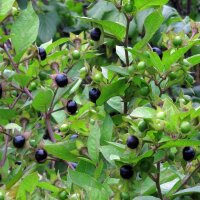 Belladonna (Atropa belladonna var. belladonna) seeds