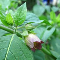 Belladonna (Atropa belladonna var. belladonna) seeds