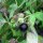 Belladonna (Atropa belladonna var. belladonna) seeds