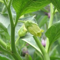 Yellow Belladonna (Atropa belladonna var. lutea) seeds