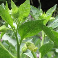 Yellow Belladonna (Atropa belladonna var. lutea) seeds