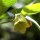 Yellow Belladonna (Atropa belladonna var. lutea) seeds