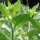 Yellow Belladonna (Atropa belladonna var. lutea) seeds