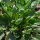 Winter Cress / Yellow Rocket (Barbarea vulgaris) seeds