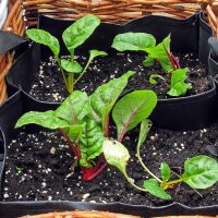 Rhubard Chard Volcano (Beta vulgaris var. cicla) seeds