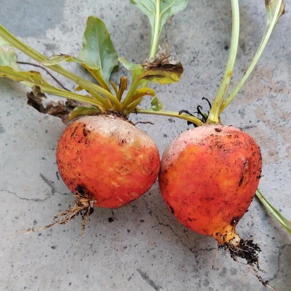 Yellow Beetroot Golden (Beta vulgaris) seeds