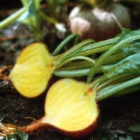 Yellow Beetroot Golden (Beta vulgaris) seeds