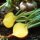 Yellow Beetroot Golden (Beta vulgaris) seeds